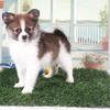Tubbs Tough Toy ACA Pomeranian Puppy