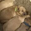 Mini goldendoodle pups in Indianapolis 