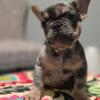 Lilac Tri Merle Male French Bulldog (Head Honcho)