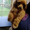 Akc male toy poodle #2