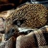 Algerian Black Hedgehogs