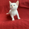 Flame point Siamese with blue eyes