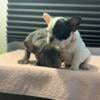 Frenchie  Puppies AKC Papers