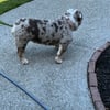 Lilac Merle female English Bulldog