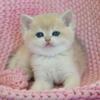 NEW Elite British kitten from Europe with excellent pedigree, female. Amina