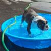 English bulldog puppy