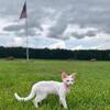 Devon Rex in Florida 