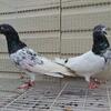 Pakistani pigeons available lot of different breeds good collections