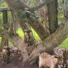 Myotonic Goats for Sale by Palm Beach Gardens