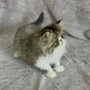 CFA Brown Tabby and white female kitten