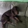 2 year old female Labradoodle North Vernon, IN