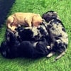 F1B Merle Goldendoodle Puppies