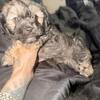 Morkie Puppies