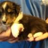 Several litters of shelties available