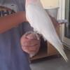 Major Mitchell Cockatoo Babies 