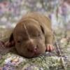 American Bully Puppies