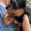 CKC YORKSHIRE TERRIERS Bowling Green KY