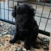 poodle toy mix male 9 weeks old