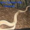 Banana Spinner Ball Python