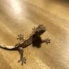 Crested Gecko with Tank