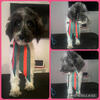 BLACK AND WHITE LABRADOODLE