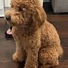 Goldendoodle Stud (Mini)