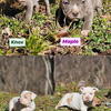XL/Standard American bully pups
