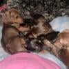 Dachshund puppies ready to go!