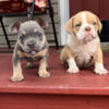 Tri state grand kids available