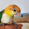 Caique baby weaned tamed