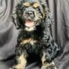 Akc male cocker spaniel puppies