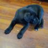MIXED all black cane corso puppy for sale