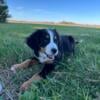 AKC Bernese Mountain Dog Puppies for Sale (Arlington, OH)