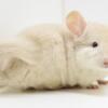 3 Month Old Goldbar / Lowe's Recessive White Female Chinchilla Kit (baby)