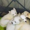 Wolf puppies up for adoption