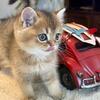 Adorable Scottish Fold and Scottish Straight kittens