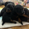 Ukc jagd terrier puppies available