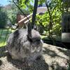 Netherland Dwarf baby chinchilla Rabbit