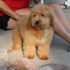 Mini Goldendoodle Available