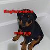 Rottweiler Puppies Male & Female