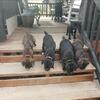 AKC BOXER PUPPIES - all spoken for