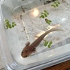 Axolotl Babies