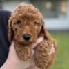 Clover Mini Goldendoodle