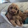 Red Mini Poodle (Hazel)