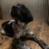 Female German Wirehaired Pointers