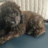 boy mini poodle