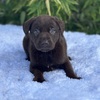 AKC CHOCOLATE FEMALE