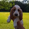 Basset hound puppies