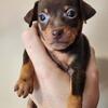 Miniature Doberman Pinchers pups