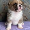 Corgi puppies